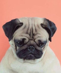 Gloomy Dog Pet Portrait Paint By Numbers