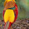 Golden Pheasant Animal Paint By Numbers