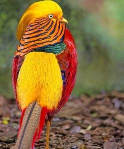 Golden Pheasant Animal Paint By Numbers