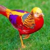 Golden Pheasant Colorful Bird Paint By Numbers
