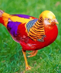 Golden Pheasant Colorful Bird Paint By Numbers