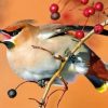 Goldfinch Bird Paint By Numbers
