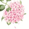 Gorgeous Pink Blooms Paint By Numbers