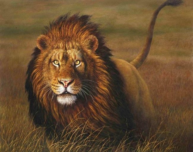 Majestic Lion Animals Paint By Numbers