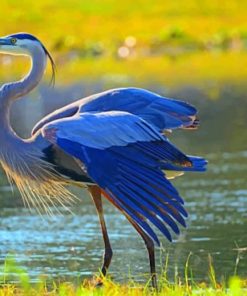 Great Blue Heron Wildlife Paint By Numbers