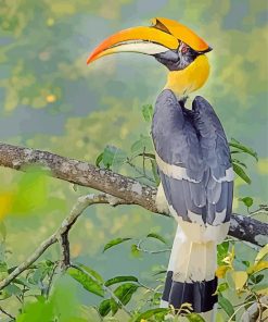 Great Hornbill Paint By Numbers