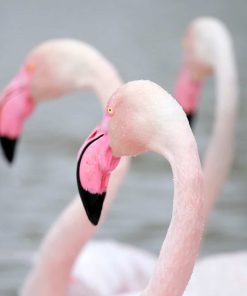 Flamingo Bird Picture Paint By Numbers