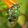 Green Euglossa Insect Paint By Numbers