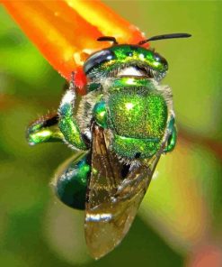 Green Euglossa Insect Paint By Numbers