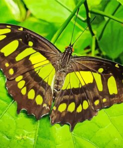 Malachite Green Butterfly Paint By Numbers