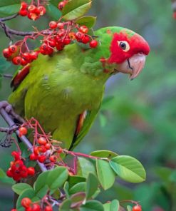 Green Parrot Birds Paint By Numbers