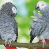 Grey Parrot Animal Paint By Numbers