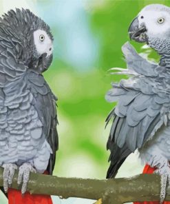 Grey Parrot Animal Paint By Numbers