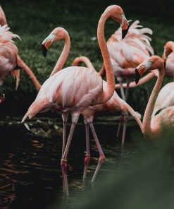 Flamingos Sunset Paint By Numbers