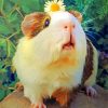 Guinea Pig with Daisy Paint By Numbers