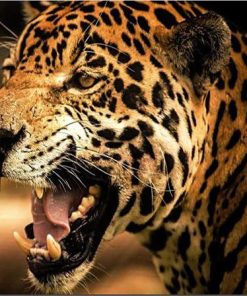 Leopard Tiger Paint By Numbers