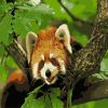 Red Panda Animal Paint By Numbers
