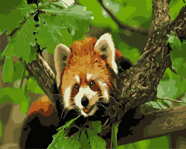 Red Panda Animal Paint By Numbers