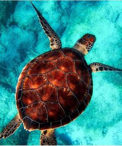 Turtle Ocean Creatures Paint By Numbers