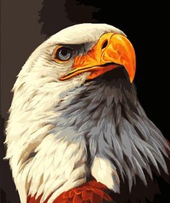 Eagle-eyed Bald Eagle Paint By Numbers