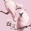 Pink Parrot Birds Paint By Numbers