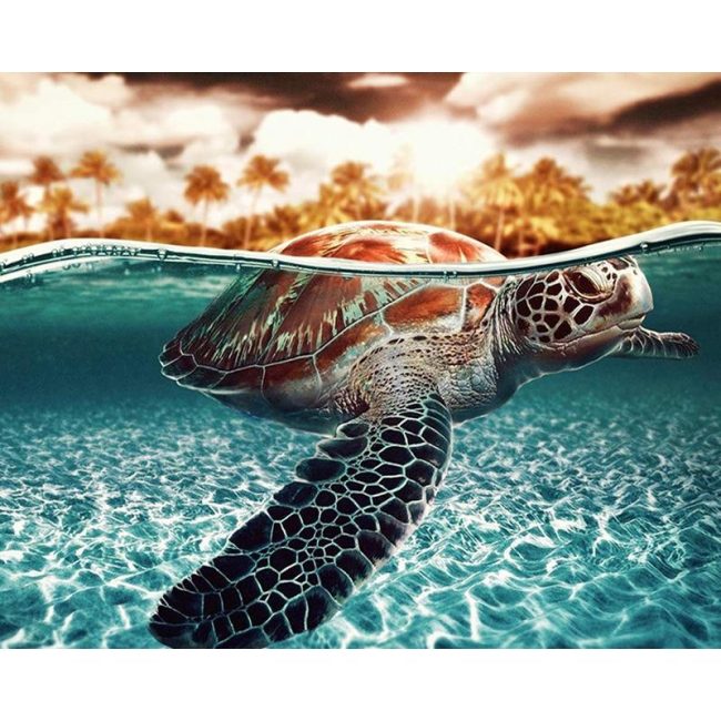 Sea Turtle Art Paint By Numbers