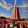 Countryside Windmill Scenery Paint By Numbers