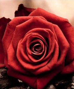 Red Roses Bloom Paint By Numbers