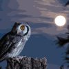 Scary Owl Moon Birds Paint By Numbers