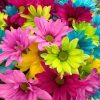 Colorful Daisy Arrangement Paint By Numbers