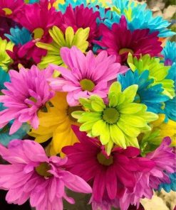 Colorful Daisy Arrangement Paint By Numbers