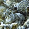 Winter Squirrel Animals Paint By Numbers