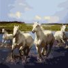 Wild Stallions In Herd Paint By Numbers