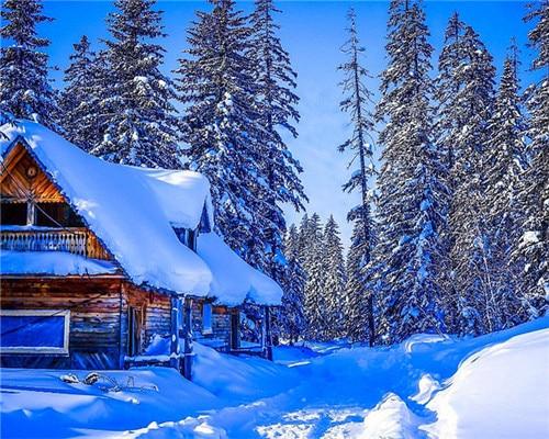 Winter Forest Paint By Numbers completed artwork hanging