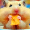Hamster Snack Fun Paint By Numbers