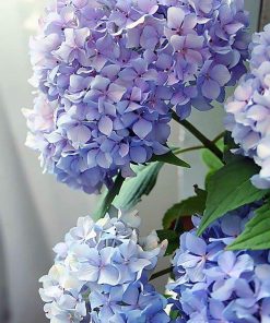 Hydrangea Flower Paint By Numbers