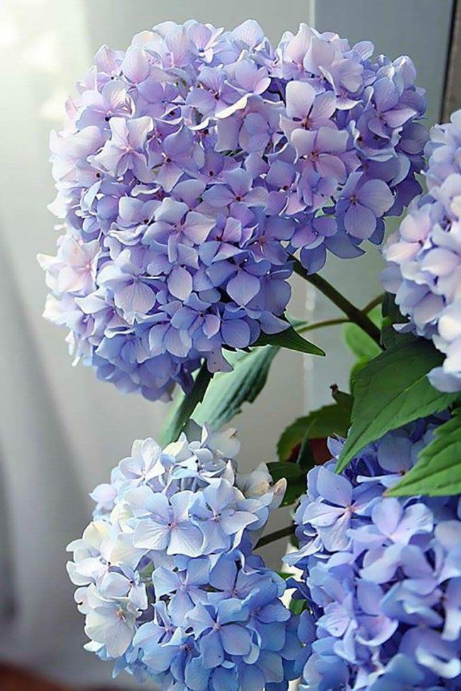 Hydrangea Flower Paint By Numbers