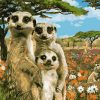 Meerkat Family Wildlife Paint By Numbers