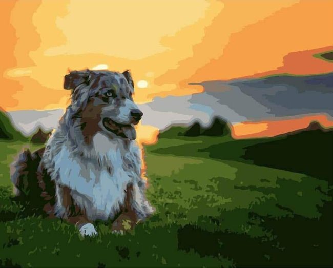 Australian Shepherd Dog Paint By Numbers