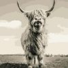 Highland Cow Black White Paint By Numbers