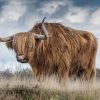 Highland Cow Animal Paint By Numbers