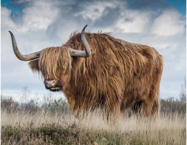 Highland Cow Animal Paint By Numbers