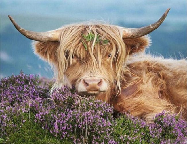 Highland Cow Art Paint By Numbers