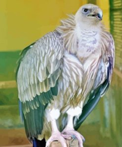 Himalayan Griffon Paint By Numbers