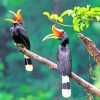 Great Hornbill Birds Paint By Numbers