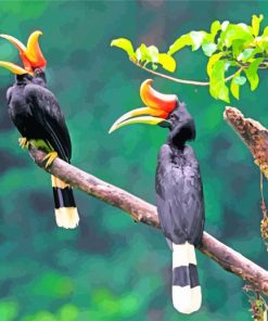 Great Hornbill Birds Paint By Numbers