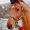 Red Rose Horse Paint By Numbers