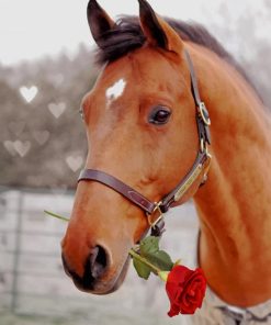 Red Rose Horse Paint By Numbers