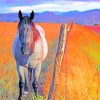 Horse Stallion Landscape Paint By Numbers