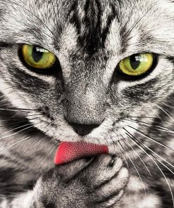 Hungry Kitty Fun Paint By Numbers